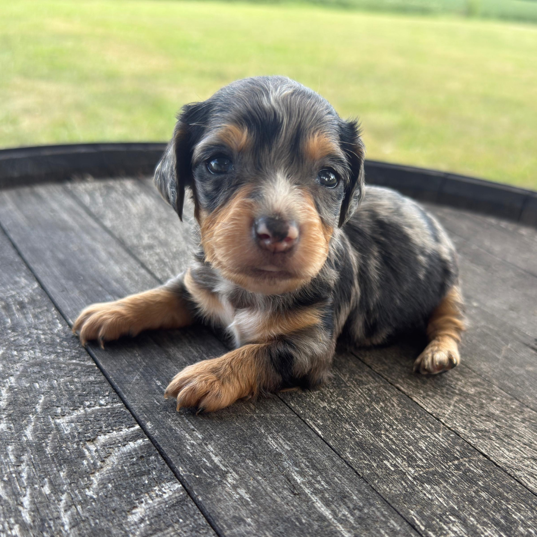 Jorge Dapple-Dachshund-Puppy
