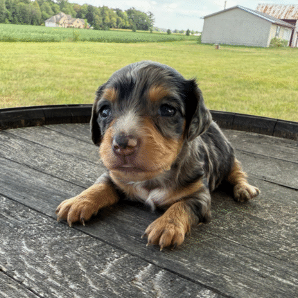 Dapple-Dachshund-Puppy