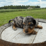 Dapple-Dachshund-Puppy