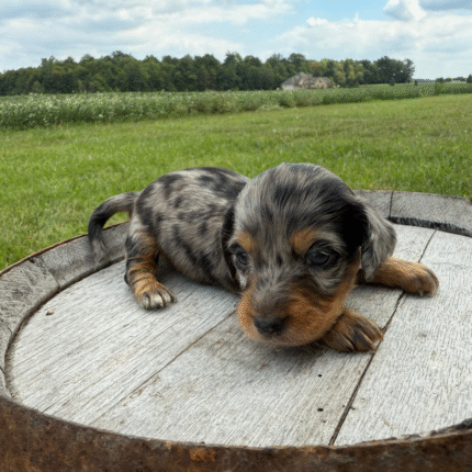 Dapple-Dachshund-Puppy