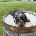 Dapple-Dachshund-Puppy