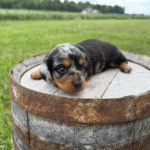 Dapple-Dachshund-Puppy