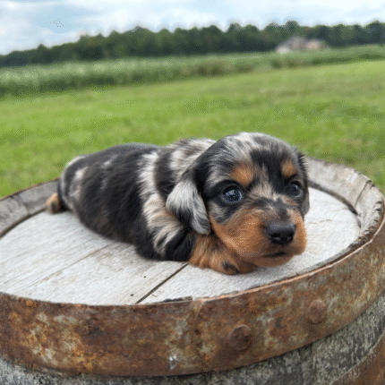Dapple-Dachshund-Puppy