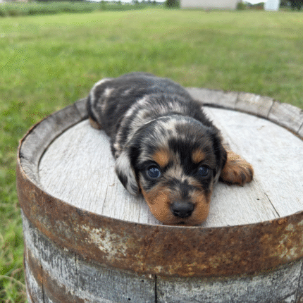 Dapple-Dachshund-Puppy
