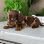 Chocolate-Dapple-Dachshund-Puppy