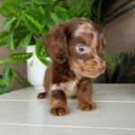 Chocolate-Dapple-Dachshund-Puppy