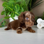 Chocolate-Dapple-Dachshund-Puppy