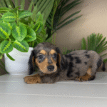 Dapple-Dachshund-Puppy