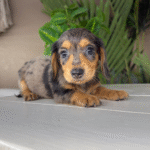 Dapple-Dachshund-Puppy