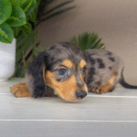Dapple-Dachshund-Puppy