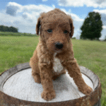 Yorkiepoo-Puppy