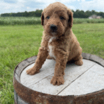Yorkiepoo-Puppy
