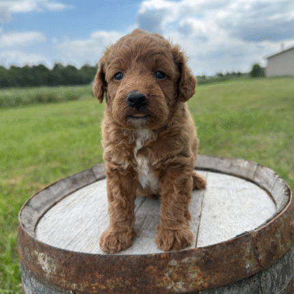 Yorkiepoo-Puppy