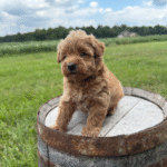 Yorkiepoo-Puppy