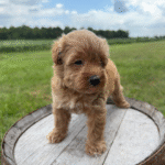 Yorkiepoo-Puppy