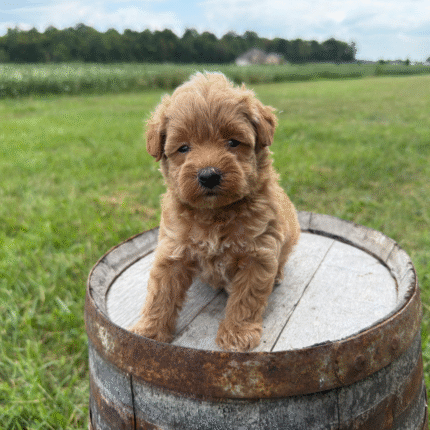 Yorkiepoo-Puppy