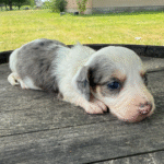 Piebald-Dachshund-Puppy