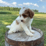 Mini-Poodle