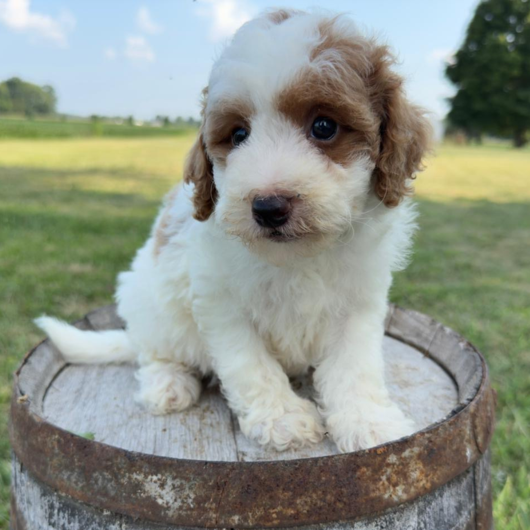 Sabrina Mini-Poodle