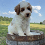 Mini-Poodle