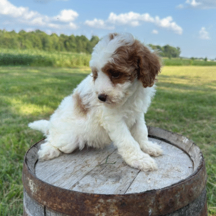 Mini-Poodle
