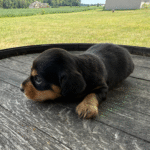 Mini-Dachshund