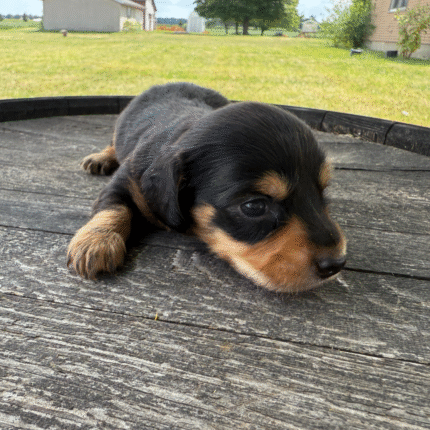 Mini-Dachshund