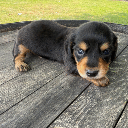 Mini-Dachshund