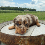 Dapple-Dachshund-Puppy