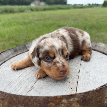 Dapple-Dachshund-Puppy