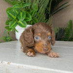 Dachshund-Puppy