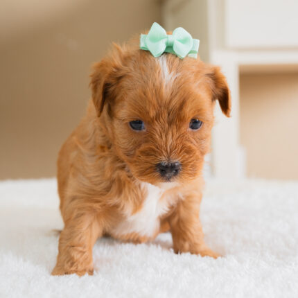 Yorkiepoo