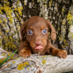 Mini-Dachshund-Puppy