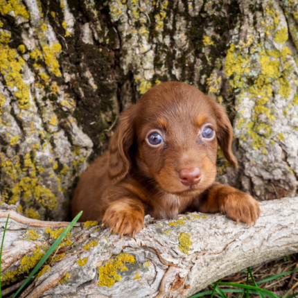 Mini-Dachshund-Puppy