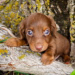 Mini-Dachshund-Puppy