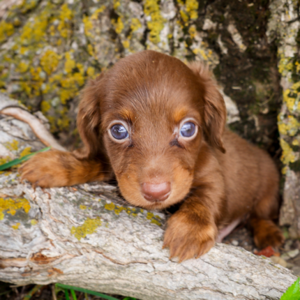 Mini-Dachshund-Puppy