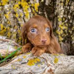 Mini-Dachshund