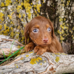 Mini-Dachshund