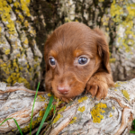 Mini-Dachshund