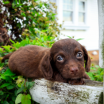 Chocolate-Dachshund