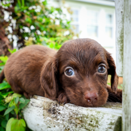 Chocolate-Dachshund