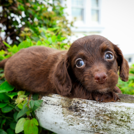 Chocolate-Dachshund