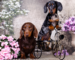Dapple Dachshund Puppies