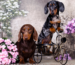 Dapple Dachshund Puppies