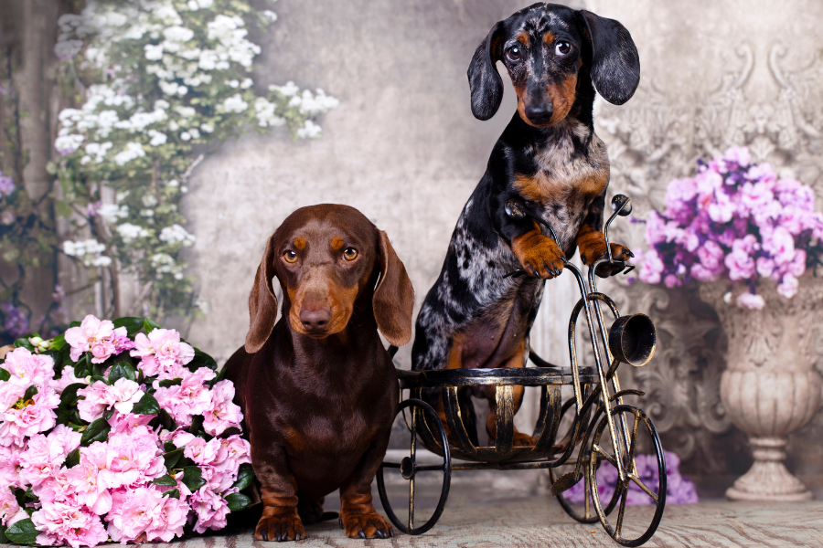 Dapple Dachshund Puppies