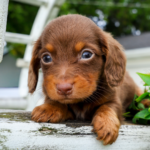 Chocolate-Dachshund-Puppy