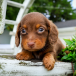 Chocolate-Dachshund-Puppy