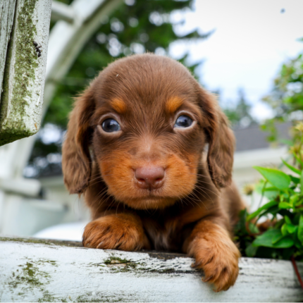 Chocolate-Dachshund-Puppy