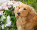 Dachshund Puppy