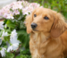 Dachshund Puppy